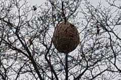 Sekundärnest der Asiatischen Hornisse in einem Baum