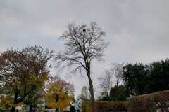 Sekundärnest der Asiatischen Hornisse in einem Baum