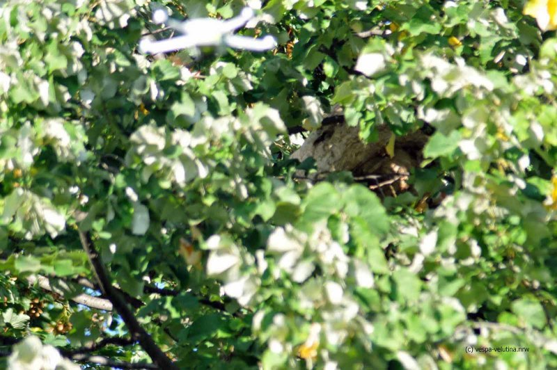 Asiatische Hornisse in Rheinbach