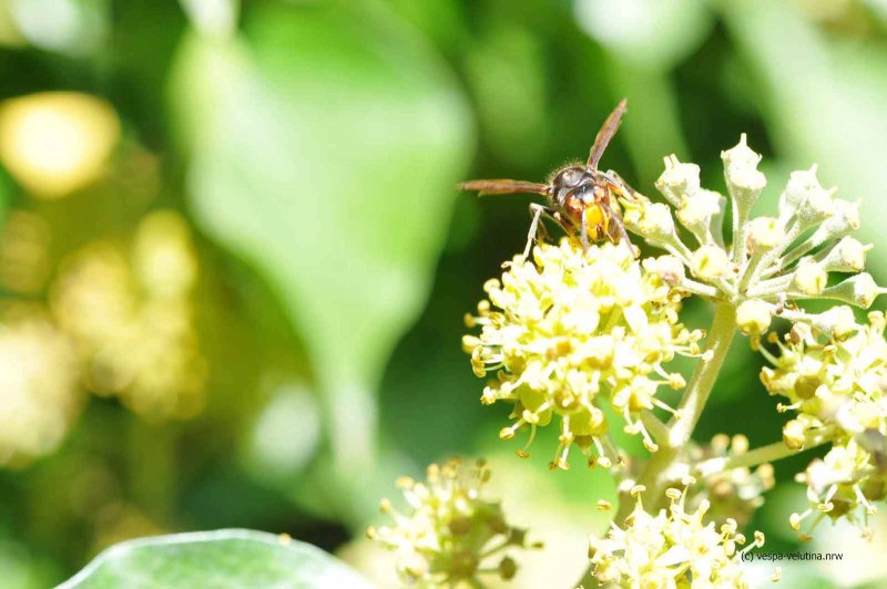 Asiatische Hornisse in Rheinbach