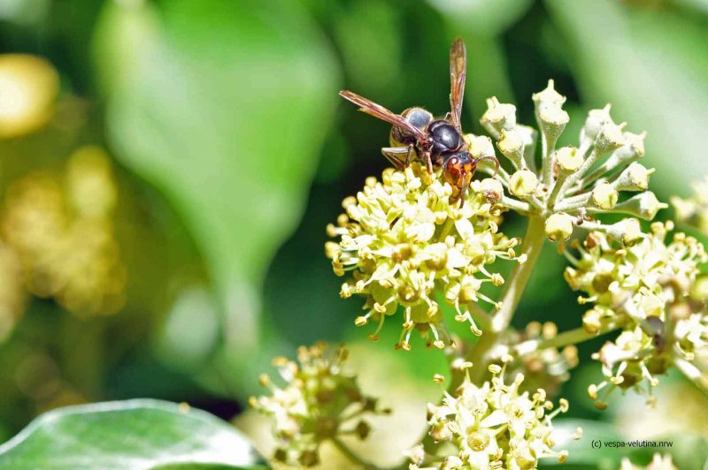 Asiatische Hornisse in Rheinbach