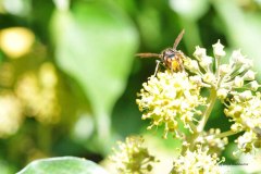Asiatische Hornisse in Rheinbach