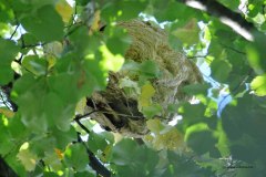 Asiatische Hornisse in Rheinbach