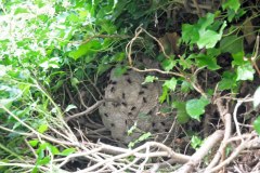 Ein Nest in einer Efeuhecke in Heinsberg