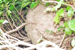 Vespa velutina Nest in Straelen/Heinsberg (Foto: Klaus Maresch)