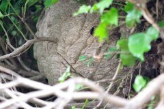 Vespa velutina Nest in Straelen/Heinsberg (Foto: Klaus Maresch)
