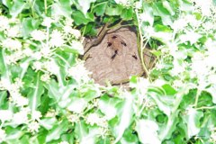 Vespa velutina Nest in Straelen/Heinsberg (Foto: Klaus Maresch)