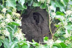 Vespa velutina Nest in Straelen/Heinsberg (Foto: Klaus Maresch)