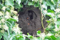Vespa velutina Nest in Straelen/Heinsberg (Foto: Klaus Maresch)