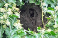 Vespa velutina Nest in Straelen/Heinsberg (Foto: Klaus Maresch)