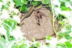 Vespa velutina Nest in Straelen/Heinsberg (Foto: Klaus Maresch)