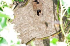 Vespa velutina Nest in Straelen/Heinsberg (Foto: Klaus Maresch)