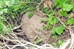 Vespa velutina Nest in Straelen/Heinsberg (Foto: Klaus Maresch)