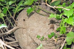 Vespa velutina Nest in Straelen/Heinsberg (Foto: Klaus Maresch)