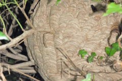 Vespa velutina Nest in Straelen/Heinsberg (Foto: Klaus Maresch)