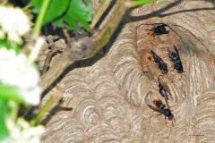 Vespa velutina Nest in Straelen/Heinsberg (Foto: Klaus Maresch)