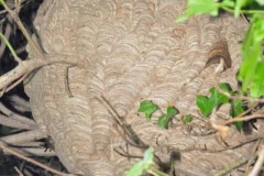Vespa velutina Nest in Straelen/Heinsberg (Foto: Klaus Maresch)