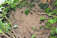 Vespa velutina Nest in Straelen/Heinsberg (Foto: Klaus Maresch)