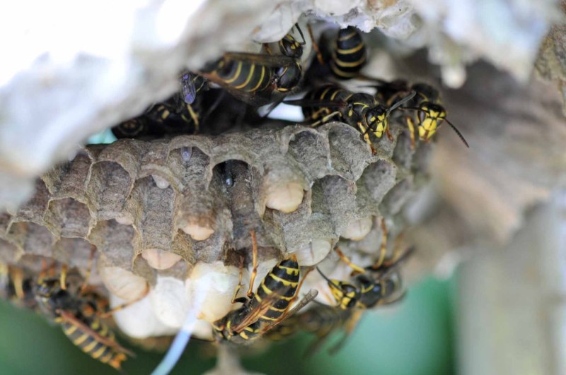 Umsiedlung eines Nestes der Mittleren Wespe