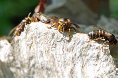Umsiedlung eines Nestes der Mittleren Wespe