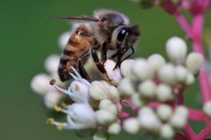 Honigbienen stellen nicht nur im Kreis Olpe den größten Anteil im Beutespektrum der Asiatischen Hornisse. (Foto: Klaus Maresch)