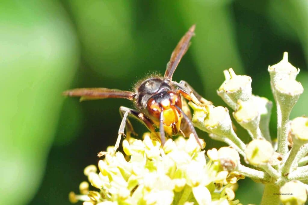 Die invasive asiatische Hornisse Vespa velutina Nigrithorax breitet sich auch Nordrhein Westfalen aus und wird zu einer Bedrohung für die Bestäubervielfalt sowie Imker, Obstbauern und Winzer.