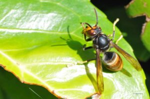 Das Portal Vespa velutina in NRW stellt Infos über die asiatische Hornisse (Vespa velutina) bereit, welche nicht nur für Honigbienen eine Gefahr ist. (Foto: Klaus Maresch)