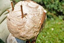 Ein leeres, etwa handballgroßes Primärnest der Gelbfüßigen Hornisse Vespa velutina. (Foto: Klaus Maresch)