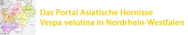 Das Portal zur invasiven Asiatischen Hornisse Vespa velutina in Nordrhein-Westfalen