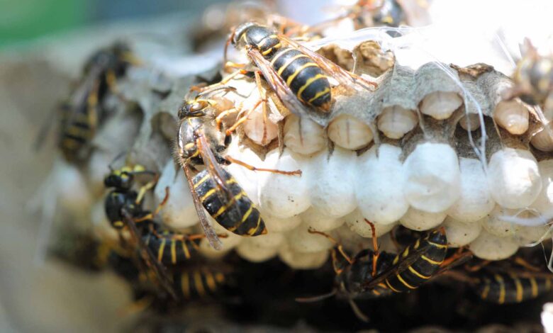 Arbeiterinnen und Brut eiens umgesiedelten Nestes der Mittleren Wespe (Foto: Klaus Maresch)