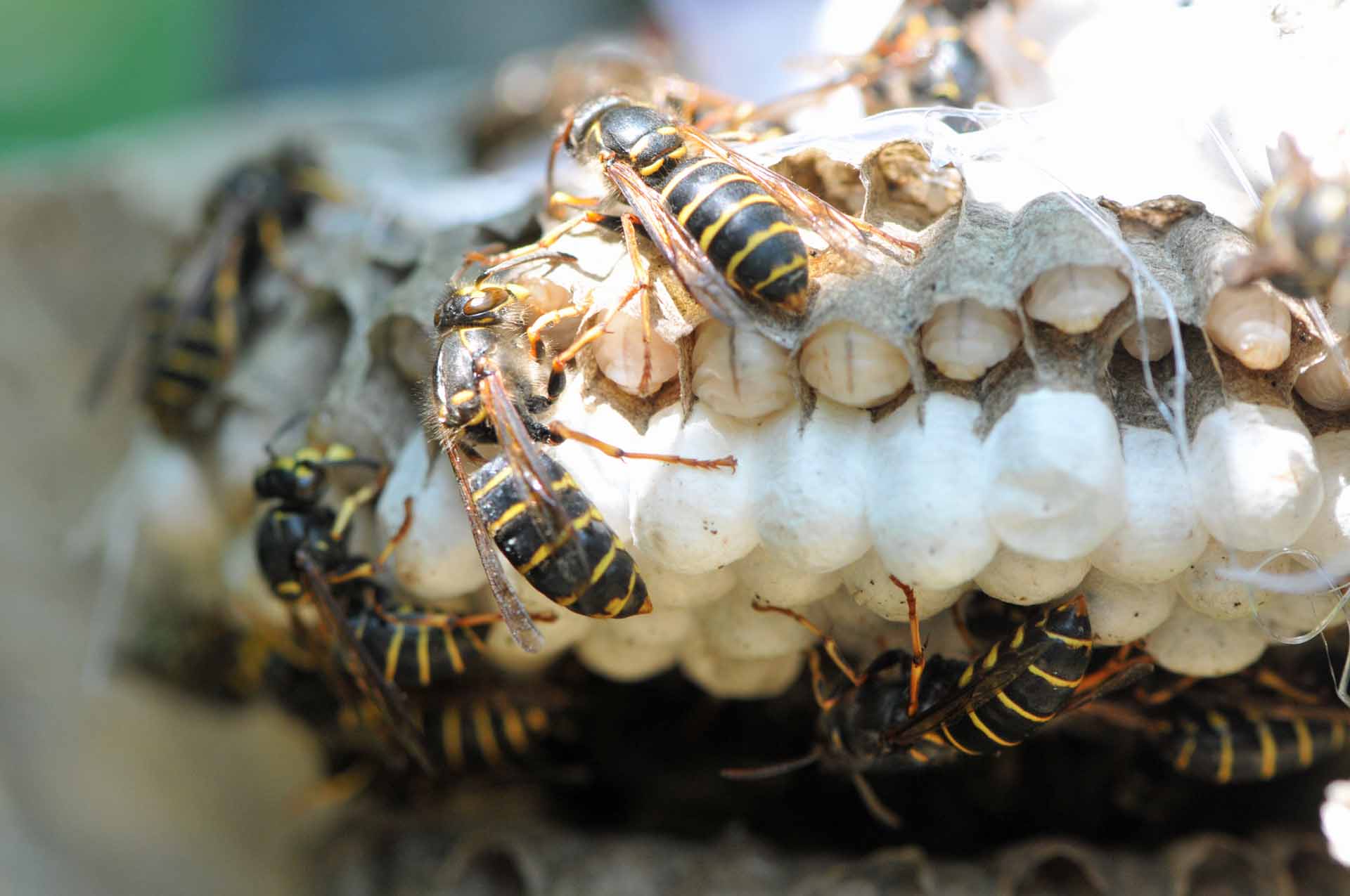 Arbeiterinnen und Brut eiens umgesiedelten Nestes der Mittleren Wespe (Foto: Klaus Maresch)