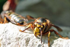Ein Porträt einer Königin der vergleichsweise harmlosen Mittleren Wespe, deren Steckbrief im Portal Vespa velutina NRW zu finden ist. (Foto: Klaus Maresch) Ein Porträt einer Königin der vergleichsweise harmlosen Mittleren Wespe, deren Steckbrief im Portal Vespa velutina NRW zu finden ist. (Foto: Klaus Maresch)