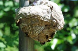 Nicht alles, was wie ein Nest der Asiatischen Hornisse aussieht, ist auch ein Nest der invasiven Art. In diesem Fall ist es ein Nest der harmlosen Mittleren Wespe. (Foto: Klaus Maresch) Nicht alles, was wie ein Nest der Asiatischen Hornisse aussieht, ist auch ein Nest der invasiven Art. In diesem Fall ist es ein Nest der harmlosen Mittleren Wespe. (Foto: Klaus Maresch)