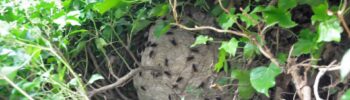 Ein in einer Hecke befindliches Nest von Vespa velutina. Entdeckt bei Gartenarbeiten. (Foto: Klaus Maresch)