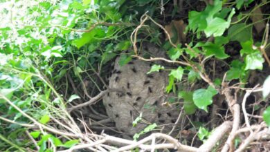 Ein in einer Hecke befindliches Nest von Vespa velutina. Entdeckt bei Gartenarbeiten. (Foto: Klaus Maresch)