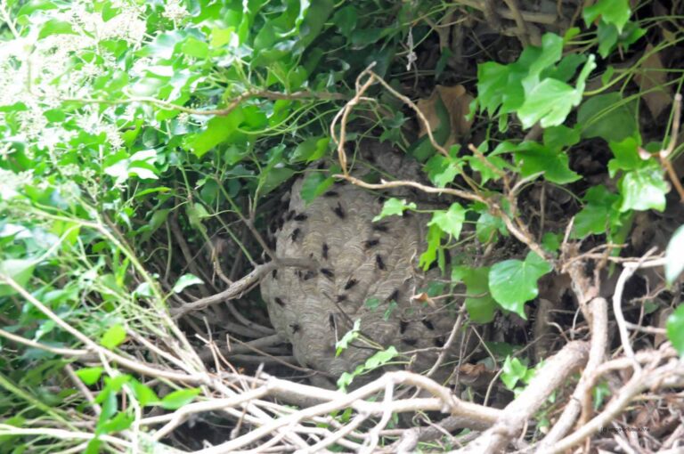 Ein in einer Hecke befindliches Nest von Vespa velutina. Entdeckt bei Gartenarbeiten. (Foto: Klaus Maresch)