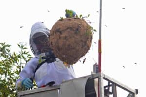 Klaus Maresch mit einem Nest der Asiatischen Hornisse, welches in Bonn gefunden wurde. Das Nest war der Umweltbehörde der Stadt Bonn gemeldet worden.