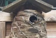 In diesem kleinen Vogelnistkasten hatte eine Königin der Asiatischen Hornisse ein Embryonalnest angelegt.