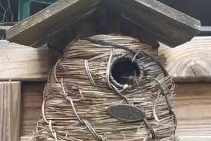In diesem kleinen Vogelnistkasten hatte eine Königin der Asiatischen Hornisse ein Embryonalnest angelegt.