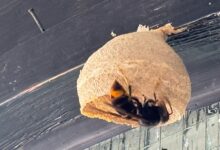 Eine Königin von Vespa velutina am Embryonalnest.