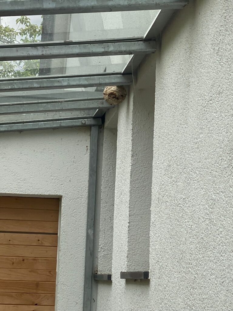 Primärnest der Asiatischen Hornisse am Glasdach einer Veranda in Bad Godesberg Friesdorf