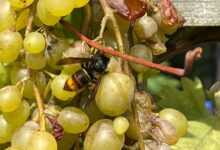 Welche Schäden die Asiatische Hornisse im Weinbau versursacht, wird sich bald herausstellen.