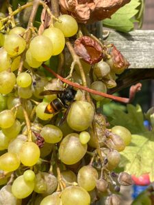 Welche Schäden die Asiatische Hornisse im Weinbau versursacht, wird sich bald herausstellen.