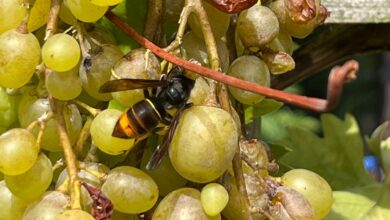 Welche Schäden die Asiatische Hornisse im Weinbau versursacht, wird sich bald herausstellen.