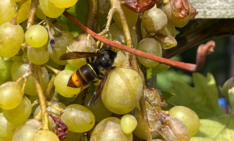 Welche Schäden die Asiatische Hornisse im Weinbau versursacht, wird sich bald herausstellen.