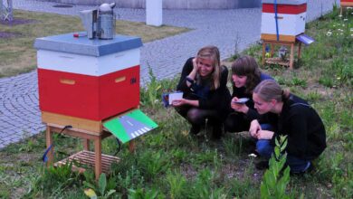 Auf Du und Du mit den Bundesbienen auf dem Dachgarten der Bundeskunsthalle (Foto: Klaus Maresch)