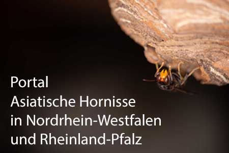 Die invasive asiatische Hornissenart Vespa velutina nigrithorax, auch bekannt als Gelbfüßige Hornisse, hat nun auch die Region Bonn Rhein-Sieg und weitere Städte und Kreise in Nordrhein-Westfalen und Rheinland-Pfalz erreicht. Hier finden Sie Informationen und Hilfe zum Umgang mit dieser Hornissenart sowie Kontakte zu Imkern, Schädlingsbekämpfern sowie Wespen- und Hornissenberatern, die Ihnen weiterhelfen.