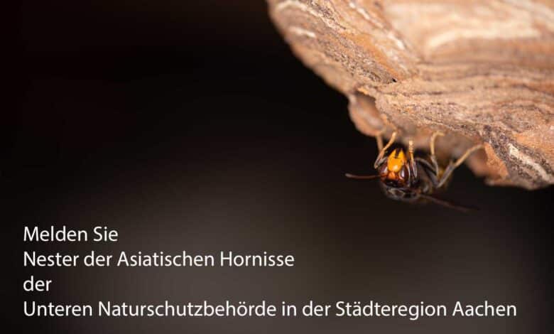 Melden Sie Nester der Asiatischen Hornisse der Unteren Naturschutzbehörde der Städteregion Aachen. Dort bekommen Sie Kontakt zu Wespen- und Hornissenberatern, die Ihnen weiterhelfen.