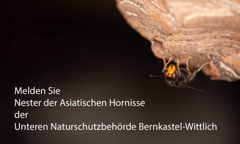 Melden Sie Nester der Asiatischen Hornisse der Unteren Naturschutzbehörde Bernkastel-Wittlich. Dort bekommen Sie Kontakt zu Wespen- und Hornissenberatern, die Ihnen weiterhelfen.