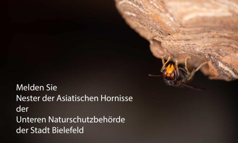 Von der Umweltbehörde der Stadt Bielefeld bekommen Sie Kontakt zu Imkern, Schädlingsbekämpfern sowie Wespen- und Hornissenberatern, die Ihnen bei Fragen zu Bienen. Wespen und Hornissen weiterhelfen können.